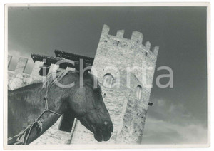 Fotografia d epoca originale 1960 ca LOZZO ATESTINO Castello di VALBONA Paesaggio con cavallo  Foto 18x12 cm 1