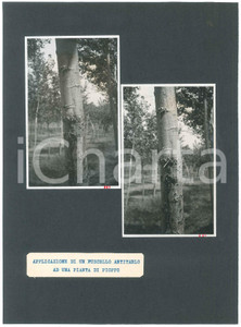 Fotografia d epoca originale 1940 ca BOTANICA Applicazione fuscello antitarlo in un pioppo  Foto 21x29 cm 1