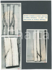 Fotografia d epoca originale 1940 ca BOTANICA Tronchi di pioppo attaccati da Saperda Carcharias  Foto 21x29 1