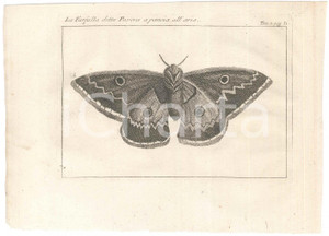 Stampa, bozzetto originale 1767 ? Pluche LO SPETTACOLO DELLA NATURA  La farfalla detta pavone Stampa 1