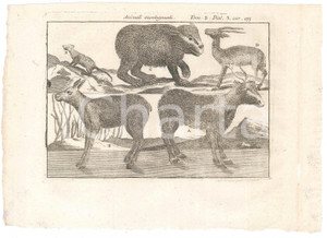 Stampa, bozzetto originale 1767 ? Pluche LO SPETTACOLO DELLA NATURA  Animali montagnuoli  Stampa tomo 5 1