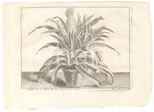 Stampa, bozzetto originale 1767 ? LO SPETTACOLO DELLA NATURA  Avocado alto due piedi Stampa 1