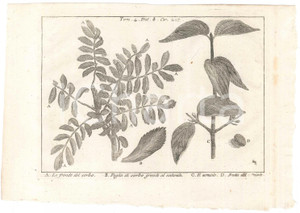 Stampa, bozzetto originale 1767 ? LO SPETTACOLO DELLA NATURA  Fronde del sorbo  Corniolo Stampa tomo 4 1