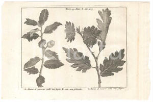 Stampa, bozzetto originale 1767 ? LO SPETTACOLO DELLA NATURA  Ramo di quercia  Ramo di rovere Stampa 1