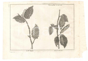 Stampa, bozzetto originale 1767 ? LO SPETTACOLO DELLA NATURA  Il carpine  L olmetto Stampa 1
