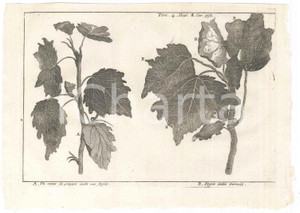 Stampa, bozzetto originale 1767 ? LO SPETTACOLO DELLA NATURA Ramo pioppo  Foglie della tremula Stampa 1