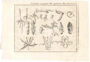 Stampa, bozzetto originale 1767 ? LO SPETTACOLO DELLA NATURA  Principi della vegetazione Stampa 1