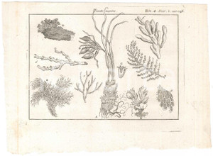 Stampa, bozzetto originale 1767 ? Pluche LO SPETTACOLO DELLA NATURA  Piante marine  Stampa tomo 5 1