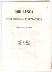 Libro, pubblicazione d epoca 1864 MILANO Musei  Collectiones Rerum Naturalium  C. PORRO Mollusca 35 pp. 1