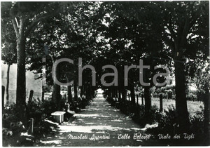 Cartolina originale da collezione 1958 MAIOLATI SPONTINI AN Parco Colle Celeste  Viale dei Tigli  Cartolina FG 1