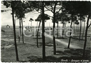 Cartolina originale da collezione 1950 ca RONCHI MS La Spiaggia e La Pineta  Cartolina FG VG 1