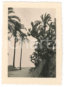 Fotografia d epoca originale 1935 ca TRIPOLI LIBIA ITALIANA Veduta dell oasi 2 Foto 7x9 cm 1