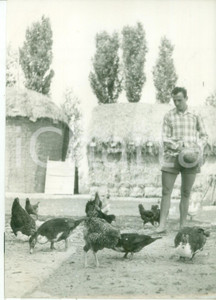 Fotografia d epoca originale 1960 ca VILLANOVA Ercole BALDINI nel suo podere nutre le galline Foto 13x18 1