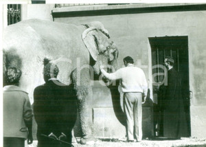 Fotografia d epoca originale 1959 MILANO Sant Ambrogio ad Nemus  Una elefantessa indiana del Circo Orfei 1