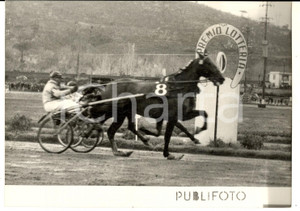 Fotografia d epoca originale 1956 NAPOLI IPPICA Gran Premio AGNANO Cavallo vincitore GELINOTTE al traguardo 1