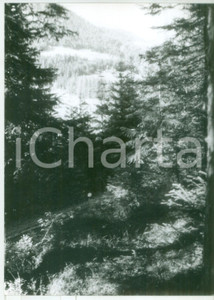 Fotografia d epoca originale 1982 VAL DI PENNES BZ Foresta di abeti  Fotografia vintage 13x18 cm 1