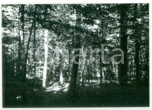 Fotografia d epoca originale 1978 MONTE AMIATA Bosco di faggi verso ARCIDOSSO  Fotografia VINTAGE 18x13 1