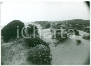 Fotografia d epoca originale 1981 LITORALE LAZIALE Veduta della spiaggia Foto VINTAGE 18x13 cm 1