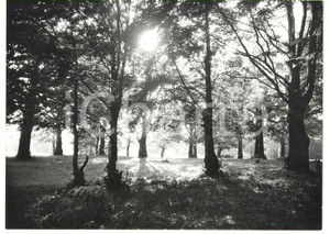 Fotografia d epoca originale 1981 MONTE LIVATA Gioco di luci nel bosco di faggi Foto ARTISTICA 18x13 cm 1