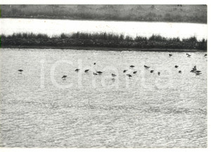 Fotografia d epoca originale 1981 SALINE DI TARQUINIA VT Riserva naturale  Foto VINTAGE 18x13 cm 1