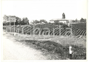 Fotografia d epoca originale 1974 ALBA CN Strade dei vini  Vigneti della zona del Barolo Foto VINTAGE 1