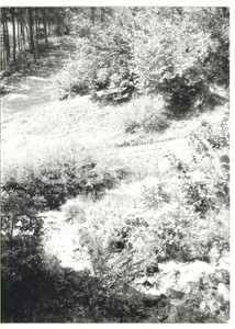 Fotografia d epoca originale 1981 PONTECHIANALE CN Veduta della boscaglia Foto VINTAGE 13x18 cm 1