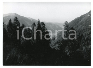 Fotografia d epoca originale 1982 VAL MELEDRIO Lato settentrionale della Val di Sole  Foto 17x13 cm 1