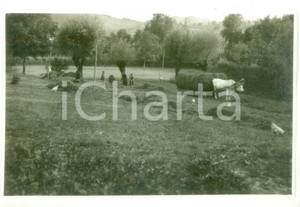 Fotografia d epoca originale 1930 CASTELLETTO D ORBA Raccolta del fieno  Foto cartolina VINTAGE 1