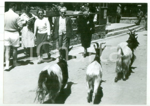 1956 ZERMATT Giovanni GRONCHI al passaggio di tre caprette *Foto CURIOSA 18x13