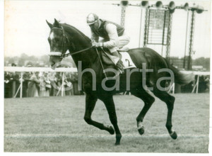 1956 LONDON - HORSE RACING - PEARL ORAMA with jockey Scobie BREASLEY *Photo 