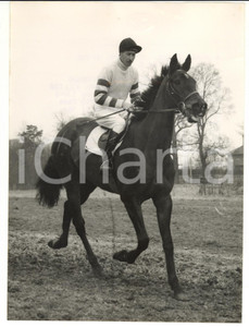1955 REIGATE William HOLMAN on WILD WISDOM training for Grand National *Photo