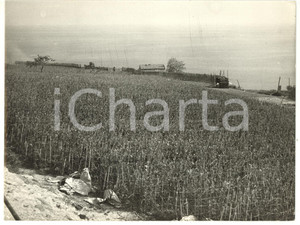 1965 ca SANREMO - POGGIO Veduta della campagna verso il mare *Foto 24x18 cm