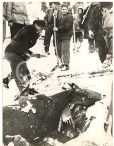 Gennaio 1954 VORARLBERG Animale vittima di una valanga *Foto 15x20 cm