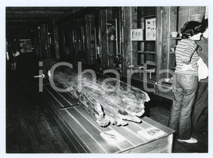 1977 LAGO DI LEDRO Museo delle palafitte - Sala interna - Foto 18x13 cm (1) Fotografia d'epoca con didascalia manoscritta al verso.  FAIR/discreto Lievi smussature agli angoli Formato: 18x13 cm originale e autentica 1