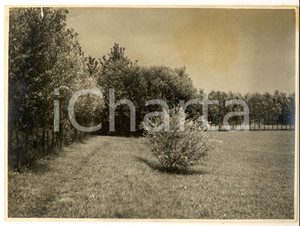 1930 ca BORGOLOMBARDO Veduta del grande parco - Fotografia 24x18 cm Fotografia d'epoca. CONDIZIONI: FAIR (aloni e piccolo taglio al margine superiore; macchie al verso)  FORMATO:  24x18 cmFOTOGRAFO: Gerardo Colombi - Milano     originale e autentica 1