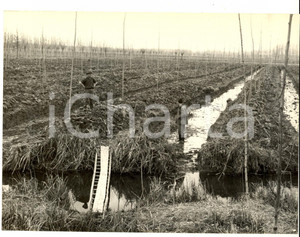 Fotografia d epoca originale 1960 ca MORTARA PV Campi allagati dopo intensa precipitazione Foto CHIOLA 1