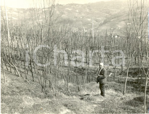 Fotografia d epoca originale 1962 LIRIO MONTALTO PAVESE Veduta di un vigneto dell OLTREPO  PAVESE Foto 1