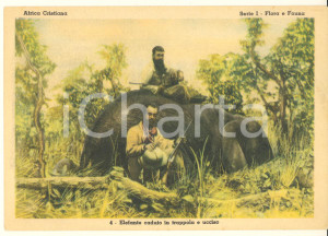Cartolina originale da collezione 1950 AFRICA CRISTIANA Istituto Missioni Africane Elefante ucciso ILLUSTRATA FG 1