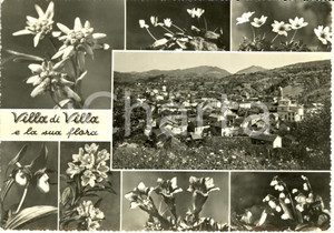 Cartolina originale da collezione 1963 VILLA DI VILLA (BL) Vedutine con flora e panorama * Cartolina FG VG 1