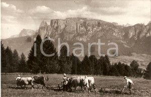 Cartolina originale da collezione 1957 RENON (BZ) Contadini arano i campi Massiccio dello SCILIAR *Cartolina FP VG 1