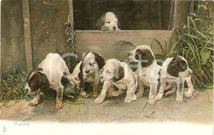Cartolina originale da collezione 1910 UNITED KINGDOM - RURAL LIFE Dog puppies *VINTAGE Postcard FP NV 1