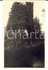 Fotografia d epoca originale 1930 ca VARESE MASNAGO Giovane donna in un parco Fotografia FP NV 1