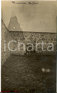 Cartolina originale da collezione 1923 MURAVERA (CA) Mufloni in campagna RARISSIMA FP VG 1
