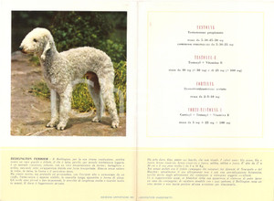 Materiale pubblicitario d’epoca 1956 MILANO Laboratori MAESTRETTI Testonyl - Scheda Razza BEDLINGTON TERRIER 1