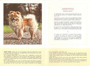 Materiale pubblicitario d’epoca 1956 MILANO Laboratori MAESTRETTI Sedopeptina - Scheda Razza CHOW CHOW *13x20 1