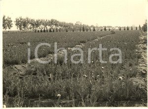 Fotografia d'epoca originale 1930 circa TERRACINA (LT) Coltivazione di garofani FOTO 1