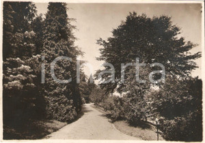Fotografia d'epoca originale 1930 circa MAGNANO (BI) Viale Villa BARAGIOLA Vera FOTO 1