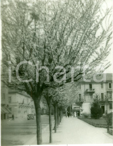 Fotografia d'epoca originale 1938 MILANO Primavera precoce in piazza ASPROMONTE *Fotografia 1
