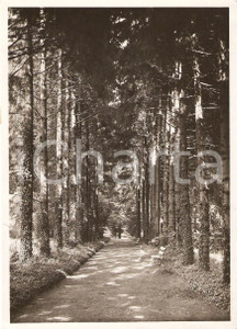 Fotografia d epoca originale 1939 RONCEGNO TERME TN Il parco delle Terme Foto PEZZINI 1