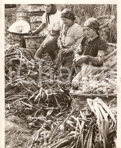 Fotografia d'epoca originale 1940 CAMPAGNA MILANESE WW2 Contadine preparano cipolle per mercato *Fotografia 1